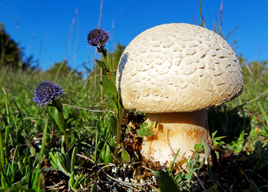 Macrosporus - Michel Jegou dit "Le Petit"