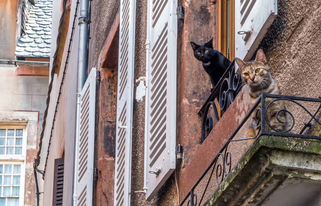 Les Chats au balcon - Daniel Orts