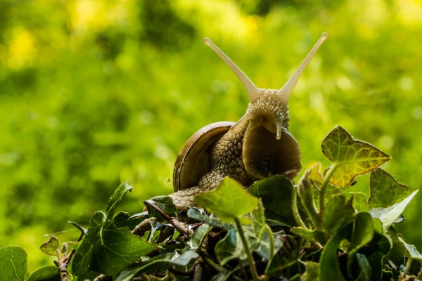 Photo Escargot