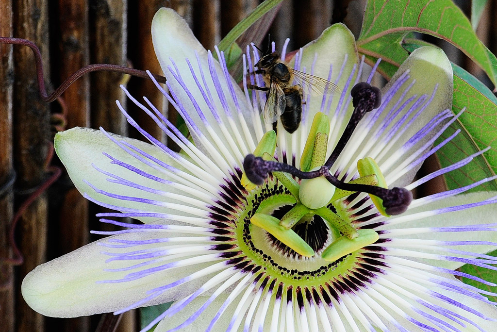 L'Abeille et la fleur - Michel Castelbou dit "Le Grand"