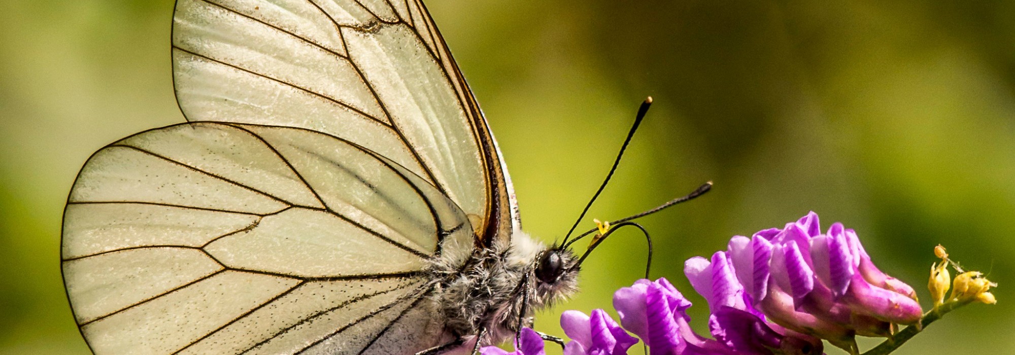 Le Papillon - Daniel Orts