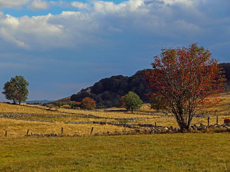 Paysage d'Aubrac