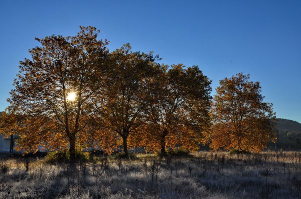 A travers les arbres