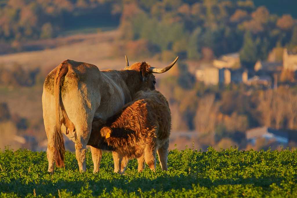 Vaches Aubrac