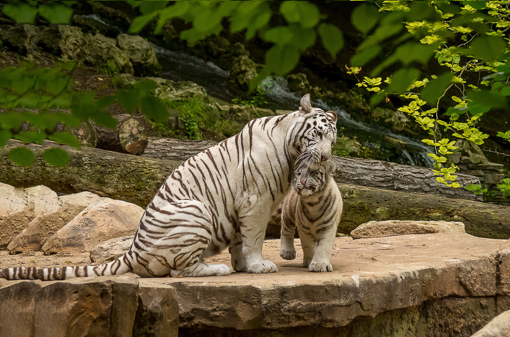 Tigre Blanc