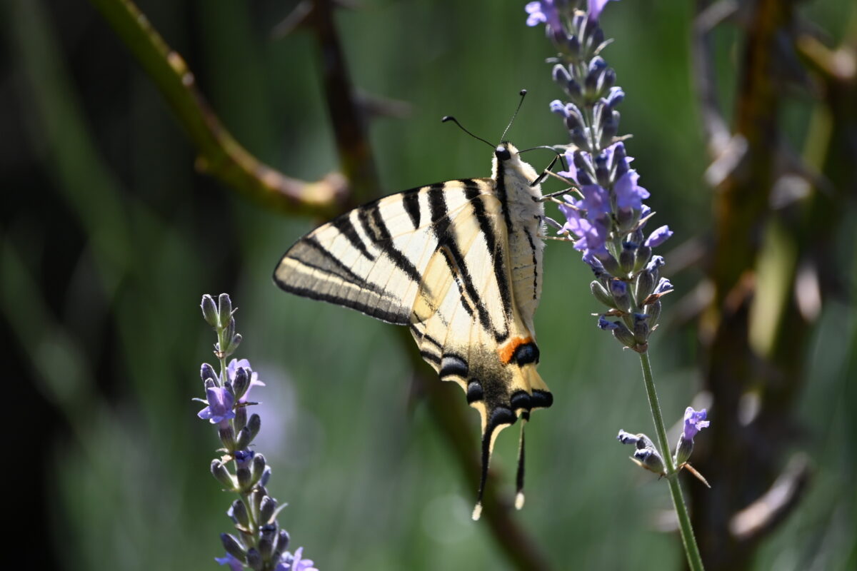 Co 667 01 ANDREY Jacques Machaon sur lavande.jpg