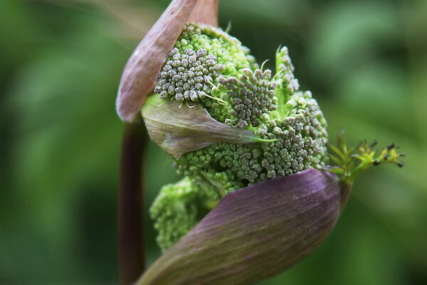 Co 667 10 BRO Yves Inflorescence.jpg